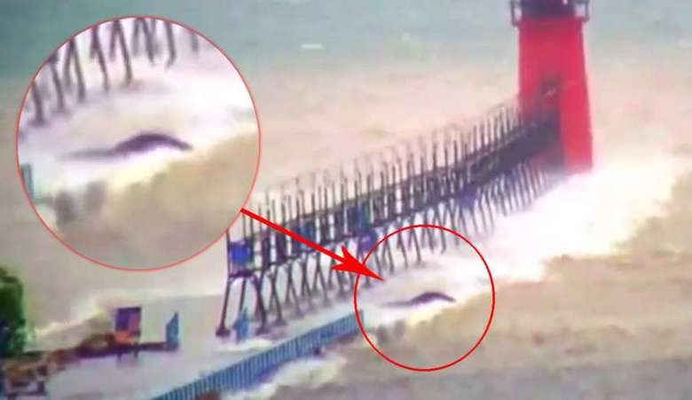 Skrivnostno bitje, odkrito na jezeru Michigan