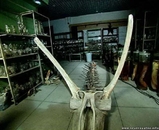 Skrivnost kitajskega morskega zmaja