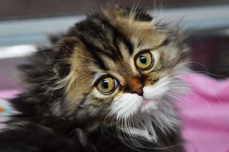 Ali mačka hodi sama?