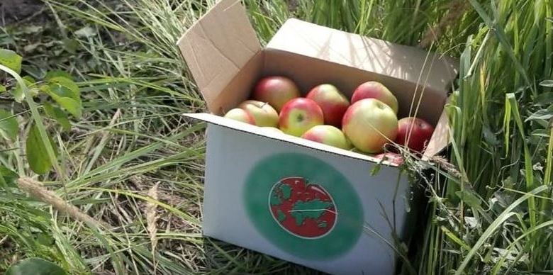 Tambovska jabolka gredo v vesolje