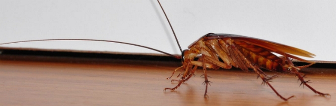 Ščurka je ta oseba!