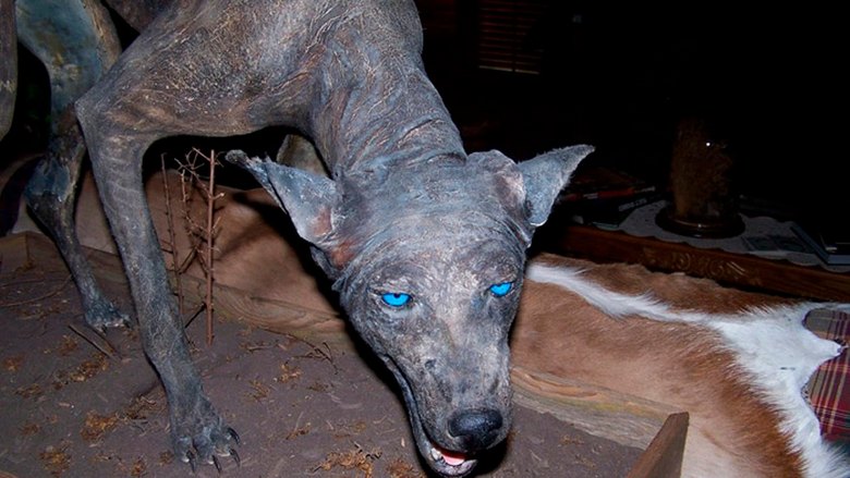 Zdaj je Chupacabra prestrašil Kazahstanke.