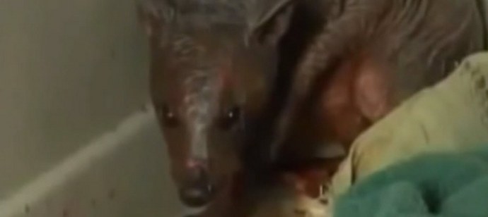 Zdaj Chupacabra divja na območju Altaja