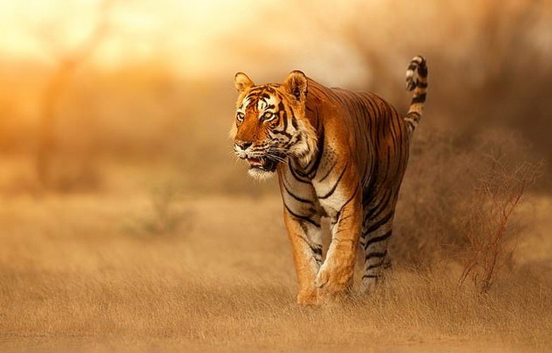 Tigri so rdeči, ker jih žrtve vidijo ... zelene.