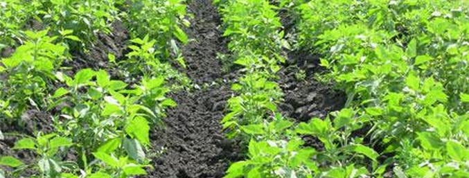 Jeruzalemski artičoka - izdelek stoletnikov