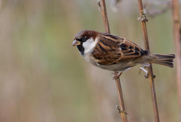 ptica je udarila v okno in znamenje se je zlomilo 