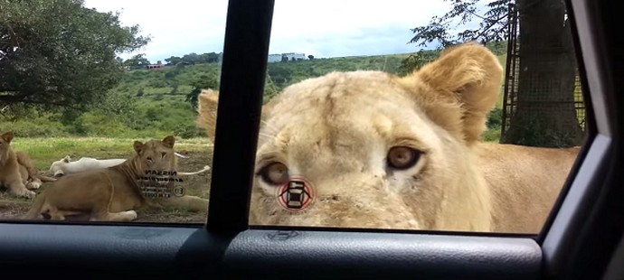Turisti, pazite na pametne živali!