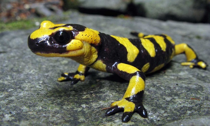 Ljudje so odkrili sposobnost samopopravljanja kot salamander