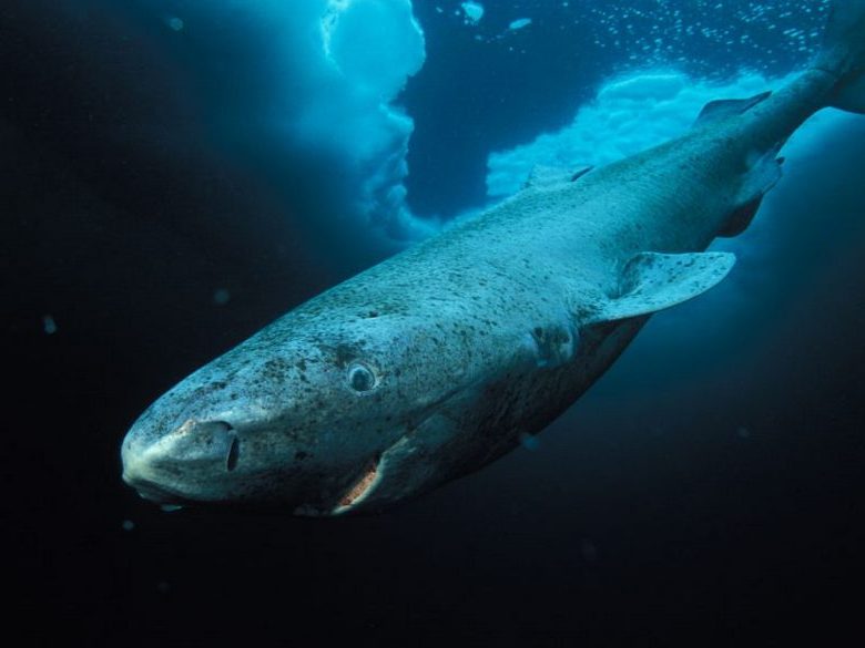 Znanstveniki so našli morskega psa, ki živi že več kot petsto let