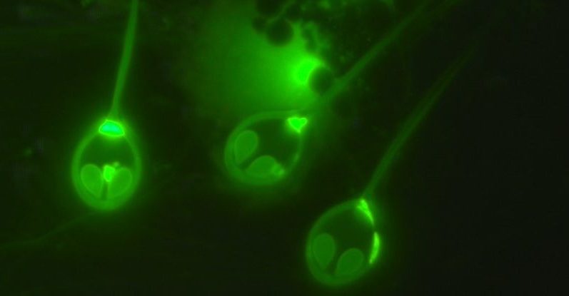 Znanstveniki so odkrili prvo 