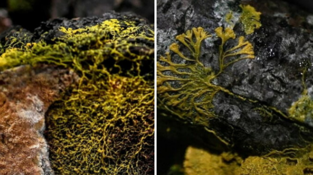 Znanstveniki so odkrili skrivnostno samozdravilno bitje.