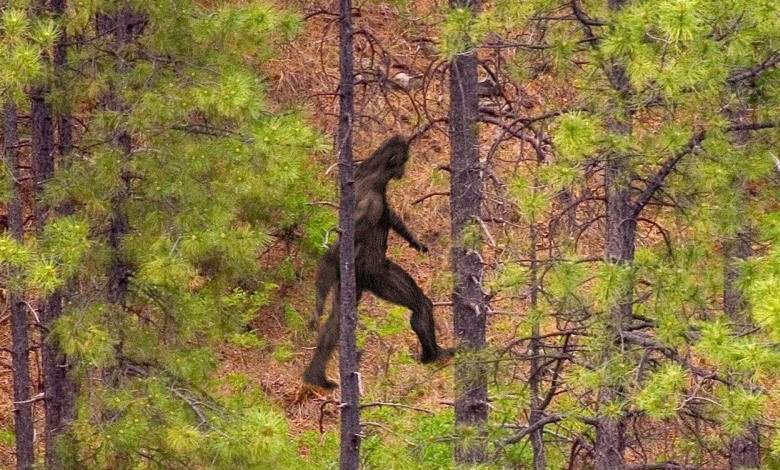 Znanstveniki so določili, kdo v resnici so snežaki.