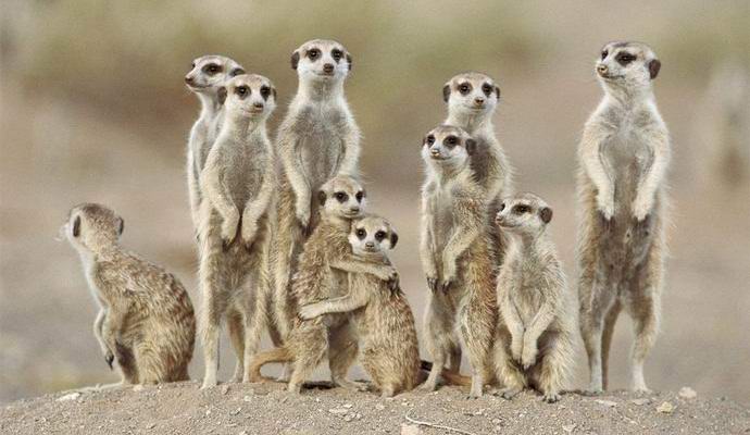 Znanstveniki so identificirali najbolj divjo žival.