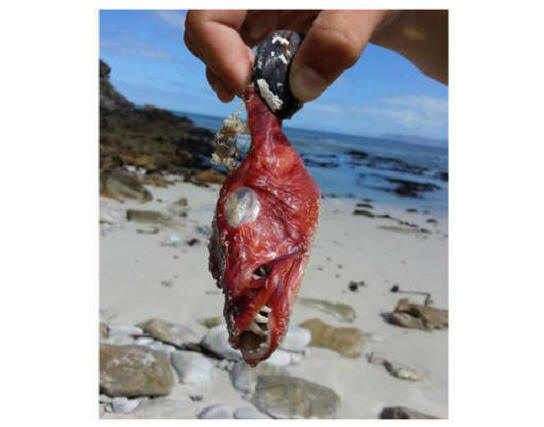 Znanstvenike zmede nenavadno bitje, ki so ga našli na južnoafriški plaži