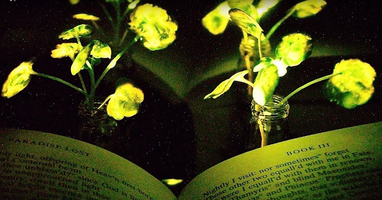 Znanstveniki so blizu ustvarjanja svetlečih rastlin