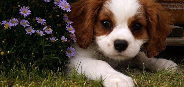 Znanstveniki so predstavili program prevajalcev pasjih laježev