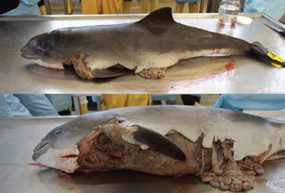 Znanstveniki so opozorili na nevarnost tjulnjev za delfine in ljudi.