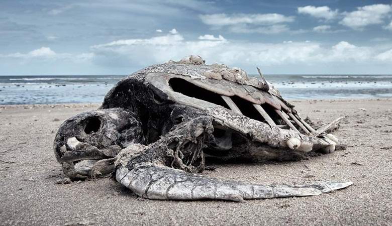 Znanstveniki opozarjajo na