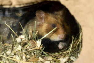 Znanstveniki so razkrili skrivnost Maimovih gričev - zadeva je v glodalcih.