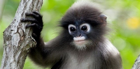 Znanstveniki so lahko dokazali, da so opice izvirale iz ljudi.