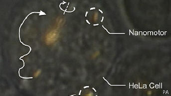 Znanstveniki so lahko nadzirali nanomotorje znotraj žive celice.