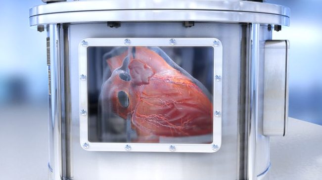 Znanstveniki so ustvarili delujoče mikrokopije človeških organov 