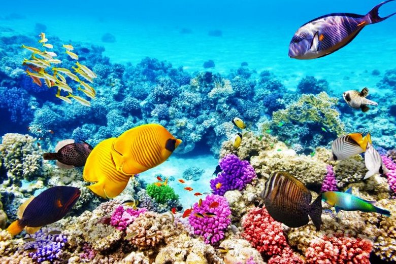 Znanstveniki se naučijo poseljevanja mrtvih koralnih grebenov.