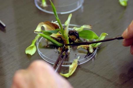 Genetski znanstvenik o nevarnosti GSO