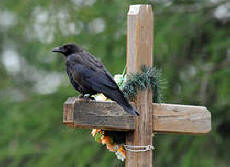 Znanstvenik je videl, kaj se dogaja z dušo po smrti!