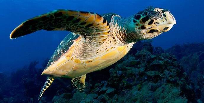 Znanstveniki so našli edino svetlečo želvo na planetu