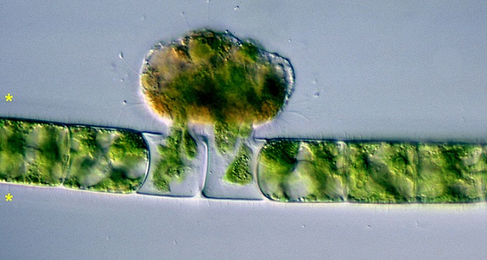 Znanstveniki so našli prazgodovinske vampirske mikrobe