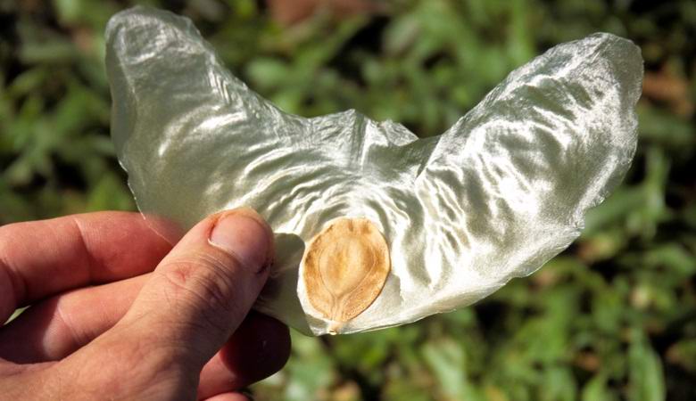 Neverjetna rastlina z letečimi semeni