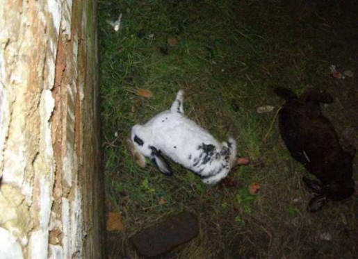 Ukrajinska chupacabra je neverjetno pametna in ima izjemno moč