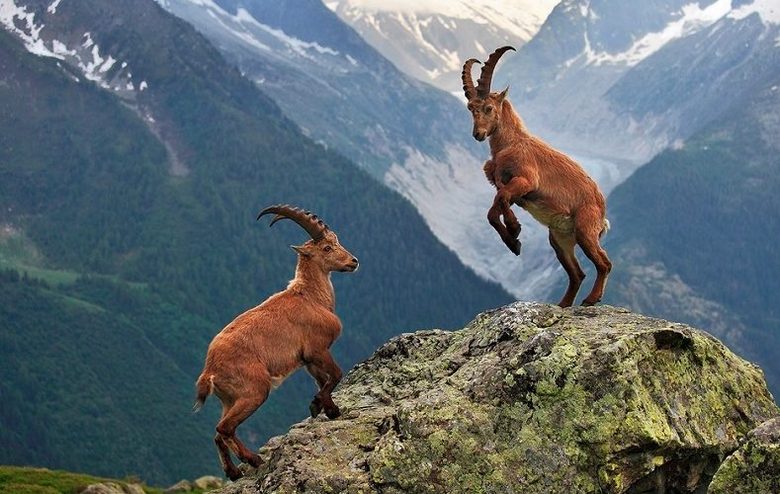 Inteligentne in neverjetno sposobne živali