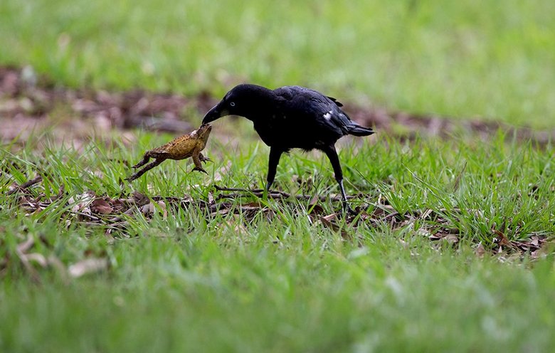 Pametne vrane jedo celo strupene krastače - in nič.