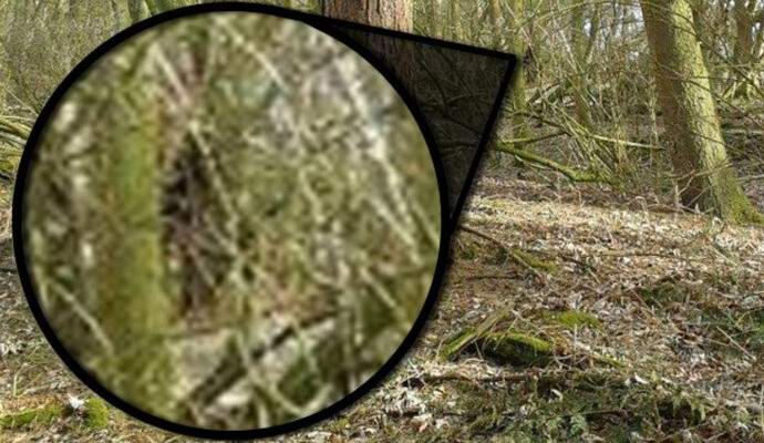 Bigfoot potuje po ameriškem gozdu