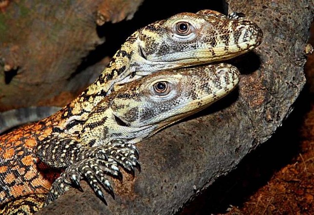 V ameriškem živalskem vrtu se je ženska opazovalna kuščarica rodila sama.