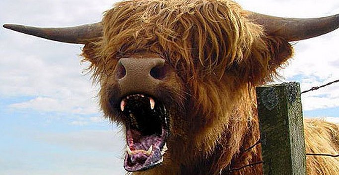 V Ameriki so čebele in krave slabše od vseh plenilcev.