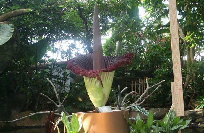 V Ameriki je zacvetela orjaška roža z smrdljivimi cvetovi.