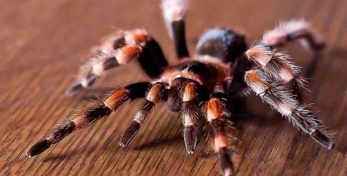 V Ameriki so prijeli terorističnega pajka