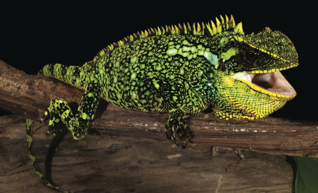 3 čudne vrste kuščarjev, ki jih najdemo v Andih