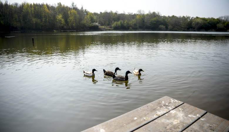 V angleškem ribniku so živali začele izginjati: razlog je bil najden, vendar nihče ne ve, kako ga odpraviti.