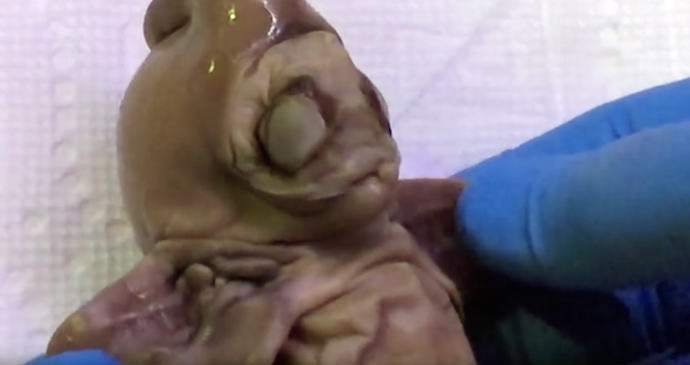 V Arizoni so našli truplo bitja, ki ga znanost ne pozna.