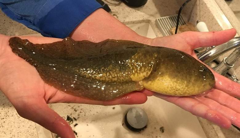 Arizona je ujela kolosalni tadpole