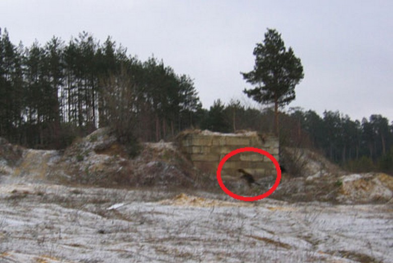 Chupacabra se ponovno pojavi v Astrahanu