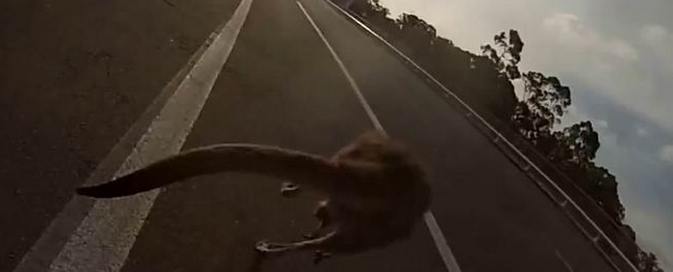 V avstralski prestolnici je kenguru naredil nesrečo.