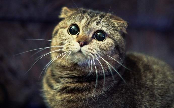 Mačke mistično izginejo v Avstriji