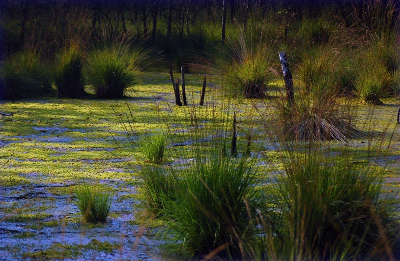 V močvirju blizu Čerepovca ljudje izginejo brez sledu.