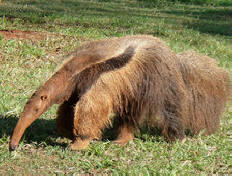 V Braziliji so orjaški prednjaki ubili dva lovca