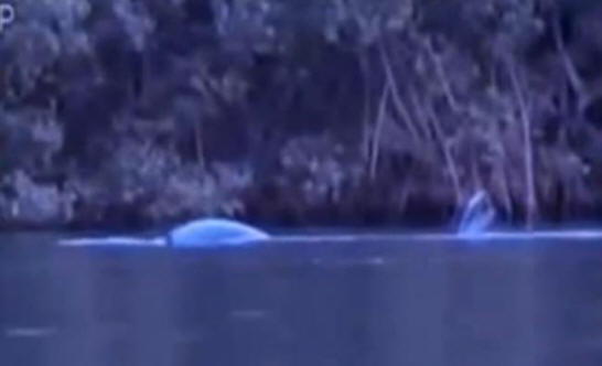 V Braziliji so snemali nenavadno bitje z repom morske deklice.